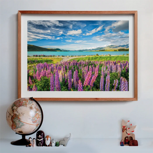 Lupins at Lake Tekapo