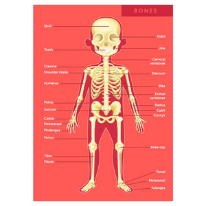 Puzzle Human Body 100pcs