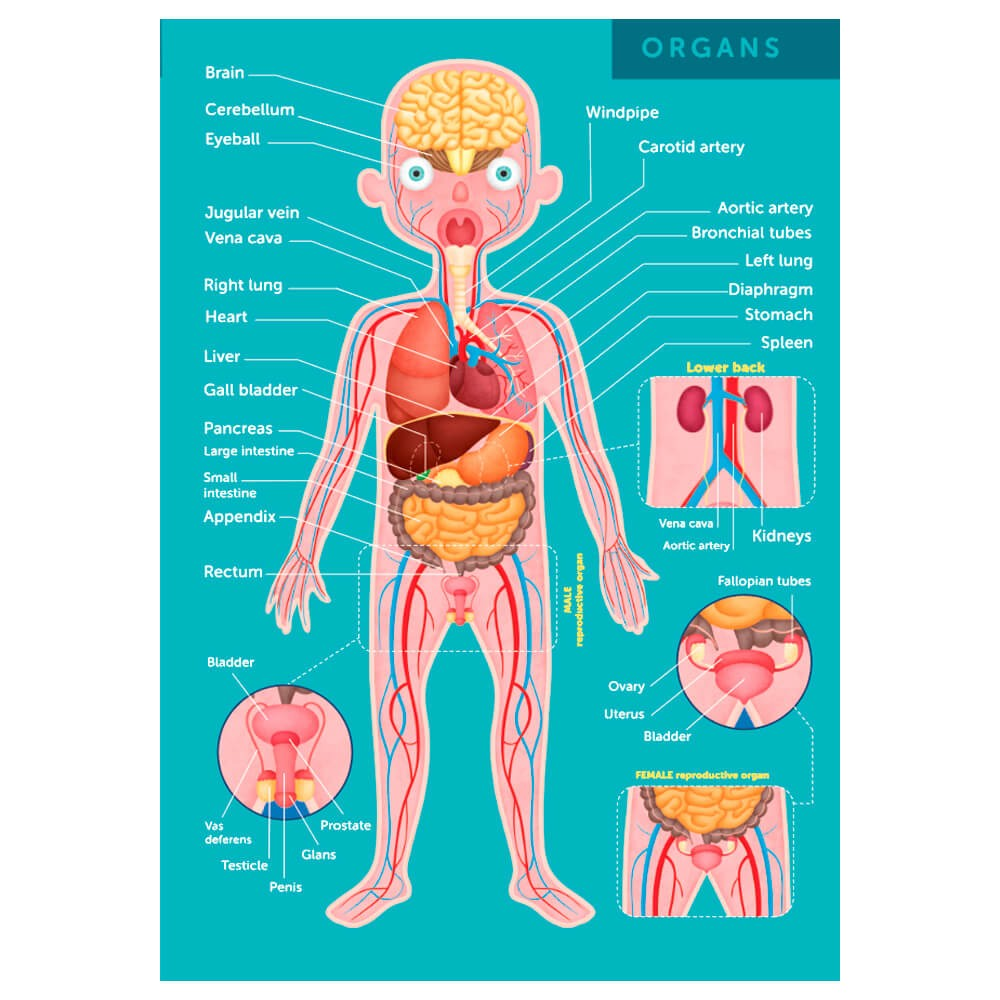 Puzzle Human Body 100pcs