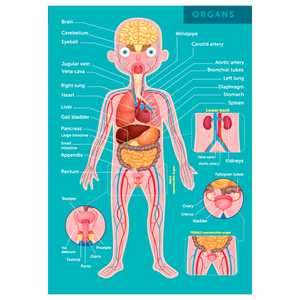 Puzzle Human Body 100pcs