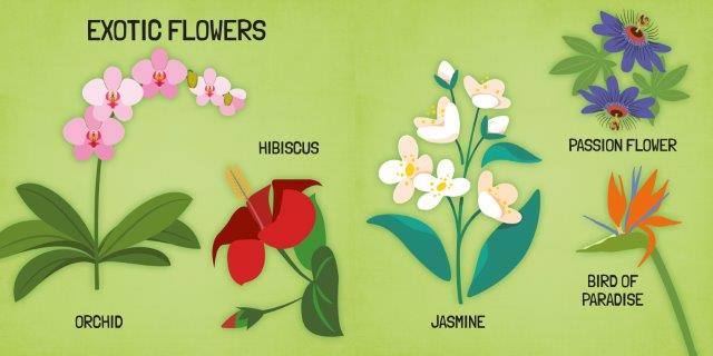 World Of Flowers - Book & Puzzle Set