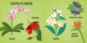 World Of Flowers - Book & Puzzle Set