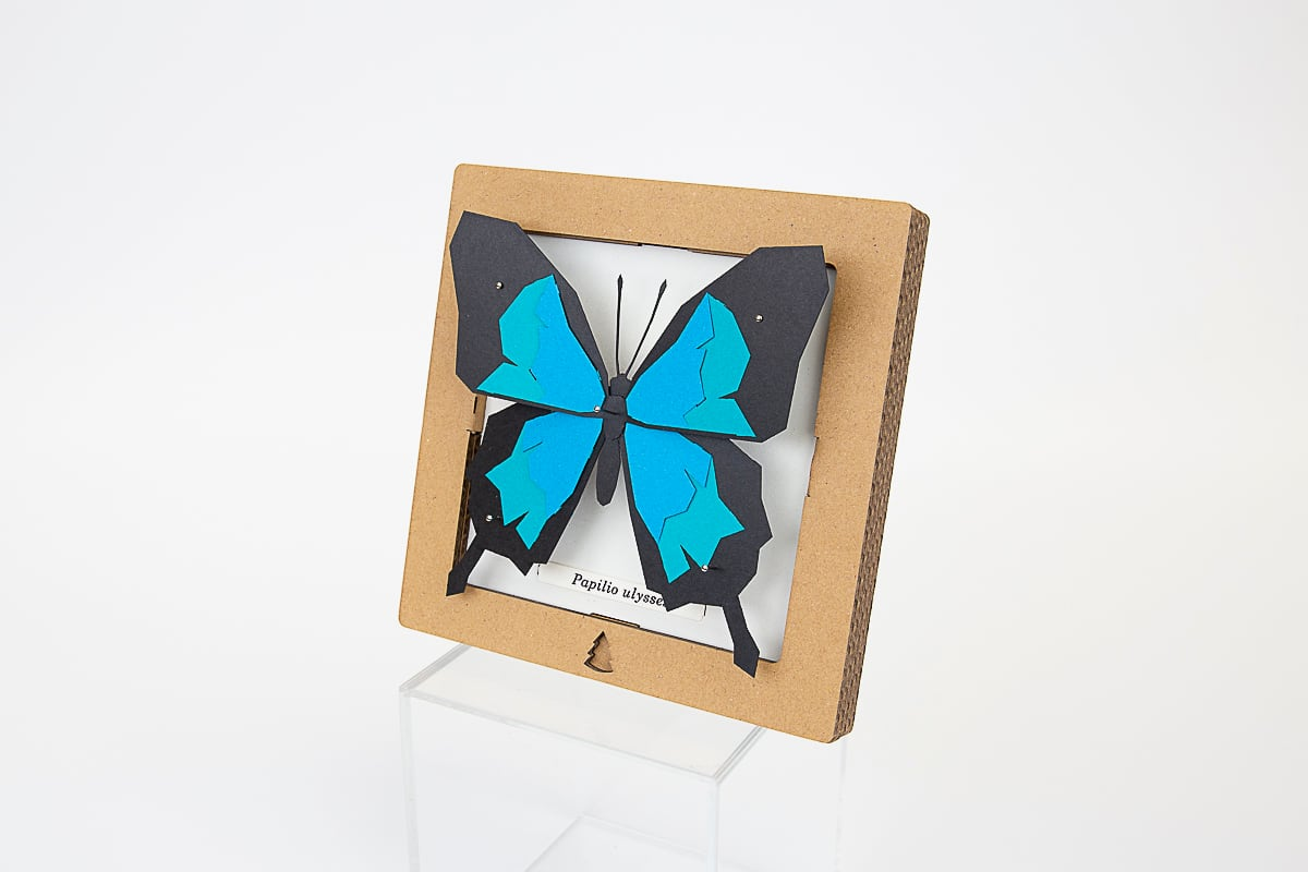 SQAR Blue Butterfly (Papilio Ulysses)
