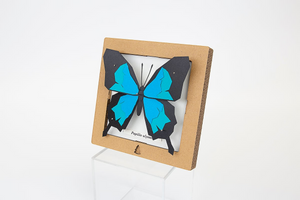 SQAR Blue Butterfly (Papilio Ulysses)