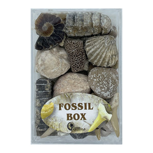 Fossil Box