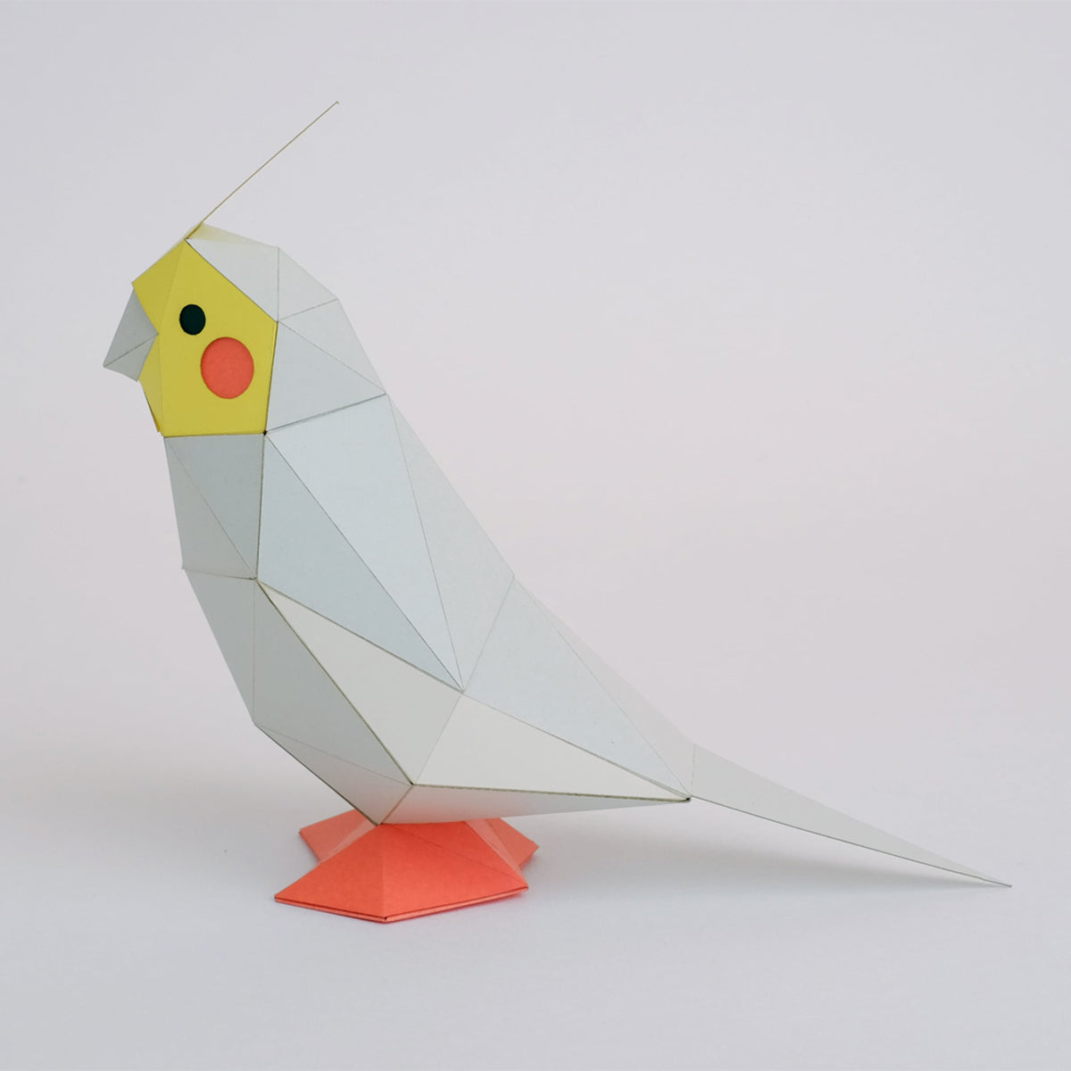 Kaku Kaku - Tiny Cockatiel